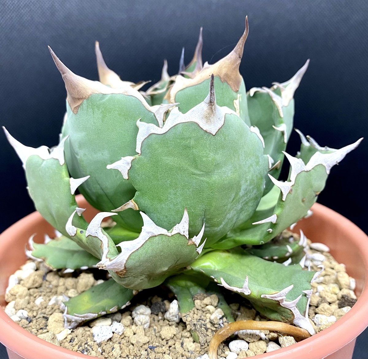 Agave titanota 318狂刺 子株 アガベ チタノタ ポートエデン