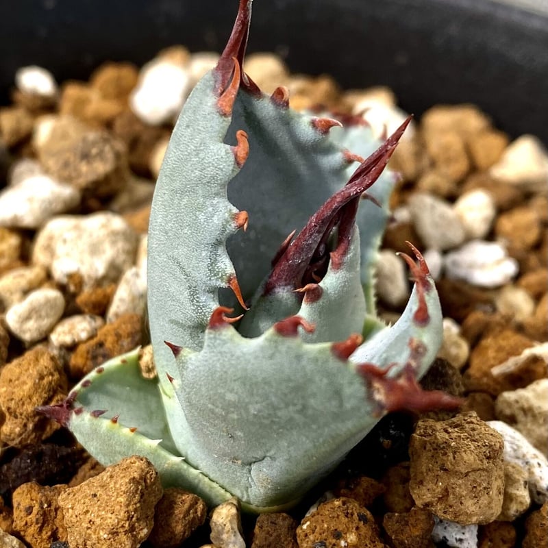アガベ agave 妖蟹C型 発根済み子株 | Lucky Summer Agave アガベ agave 妖蟹C型 発根済み子株 | Lucky Summer Agave