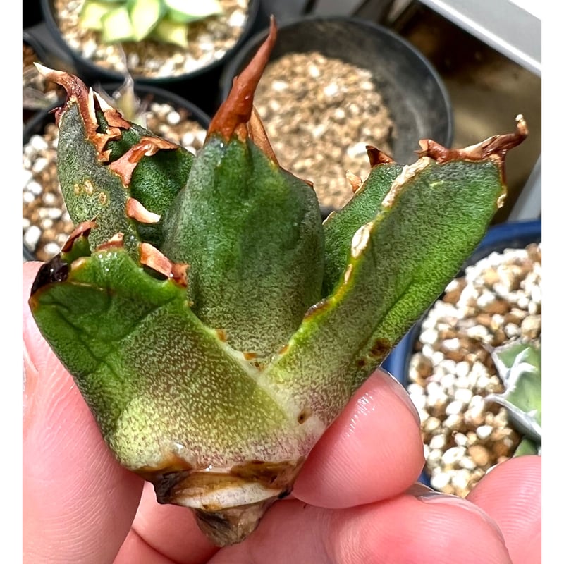 アガベ agave titanota チタノタ『三叉戟』超極上二股棘 | Lucky Summ...