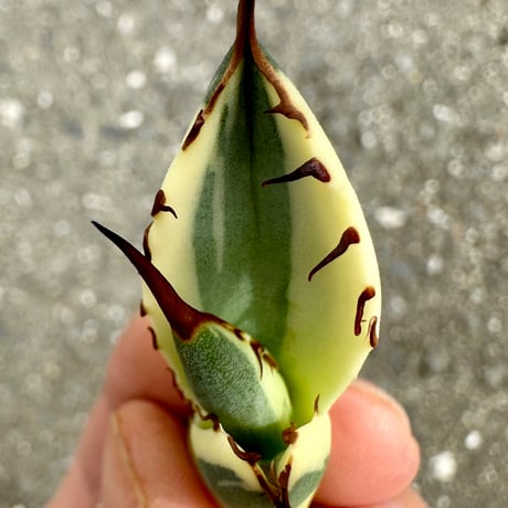 Lucky Summer Agave