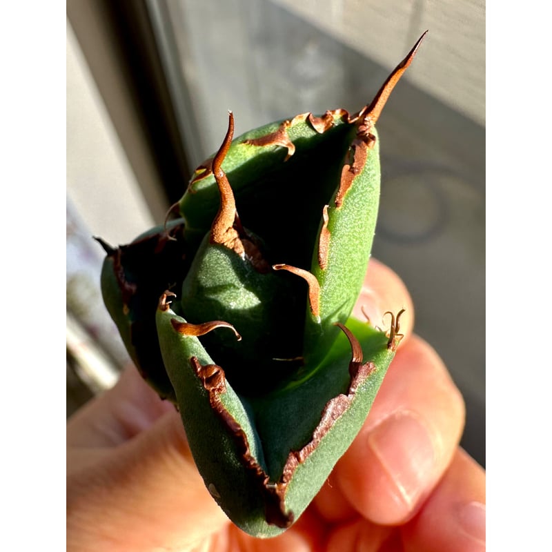 専用ページ アガベ agave 『Juggernaut ジャガーノート 純血 専用ページ アガベ agave 『Juggernaut ジャガーノート 純血