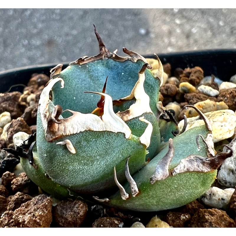 極上‼︎ ☆Agave titanota Red Catweezle☆ 裏棘アリ 【公式通販】