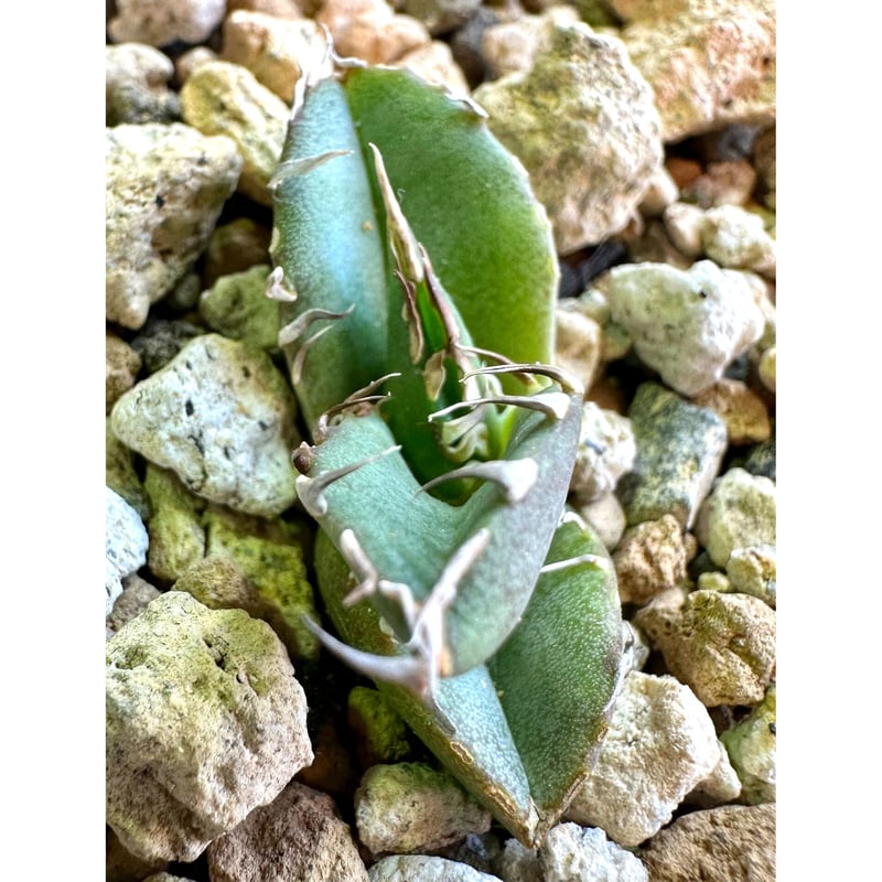 アガベ agave titanota チタノタ『螃蟹』 | Lucky Summer Agave アガベ agave titanota チタノタ『螃蟹』 | Lucky Summer Agave