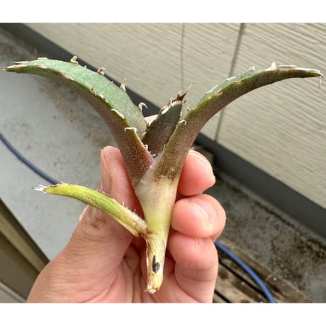 Lucky Summer Agave Lucky Summer Agave