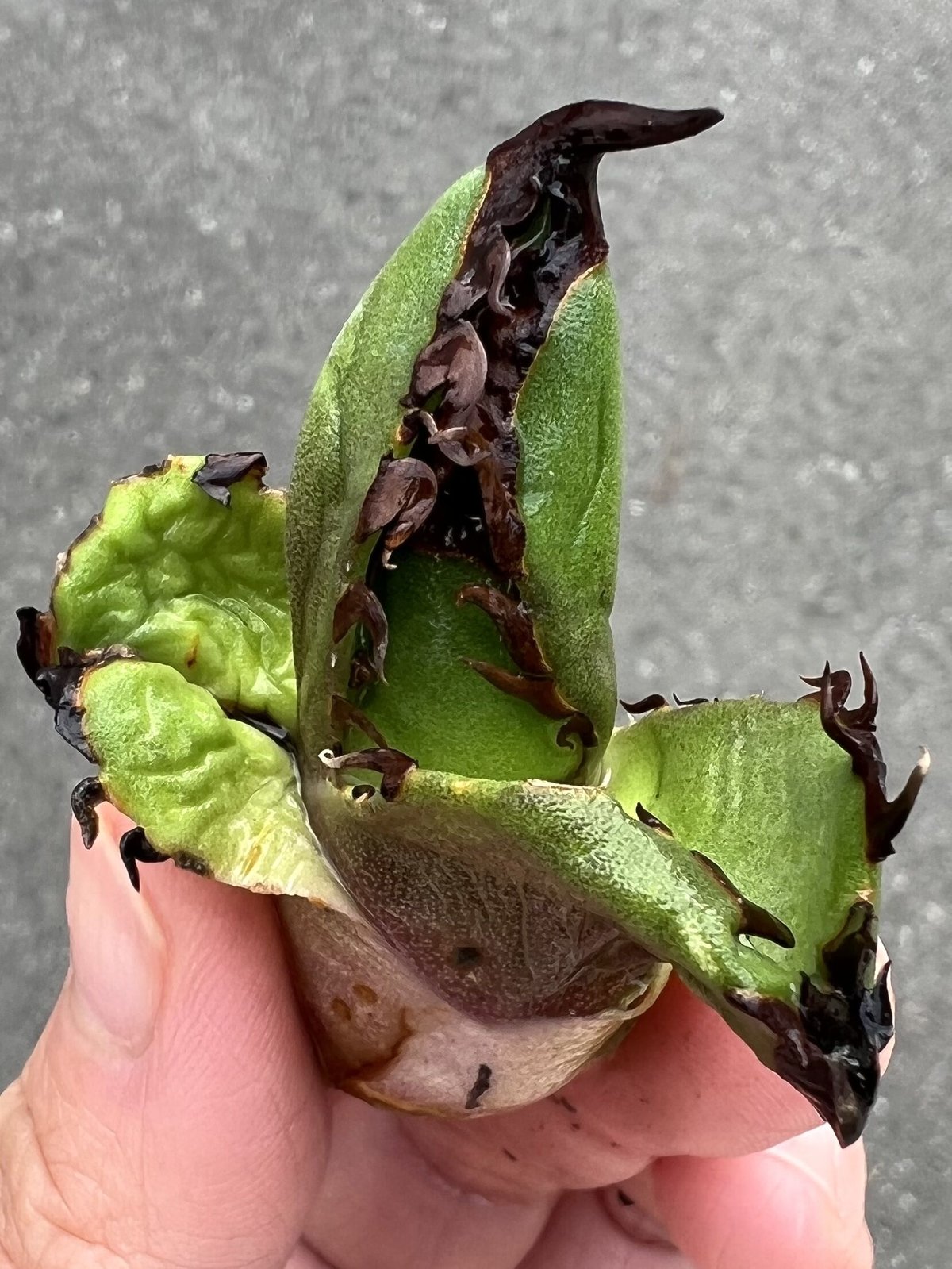 アガベ agave チタノタ titanota『大鋼牙 白排棘』 | Lucky Summe