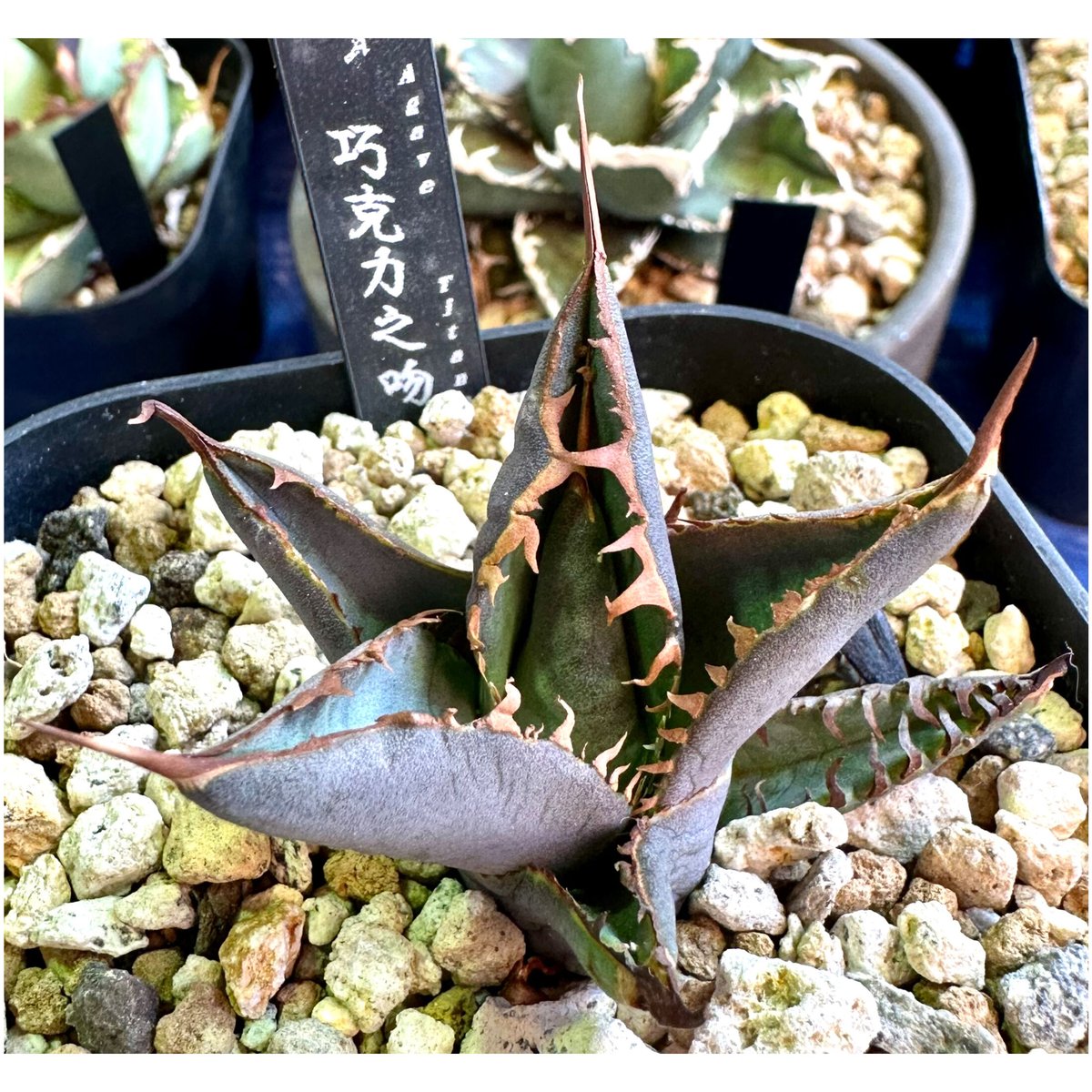 アガベ agave titanota チタノタ『巧克力之吻 チョコレートのキス 