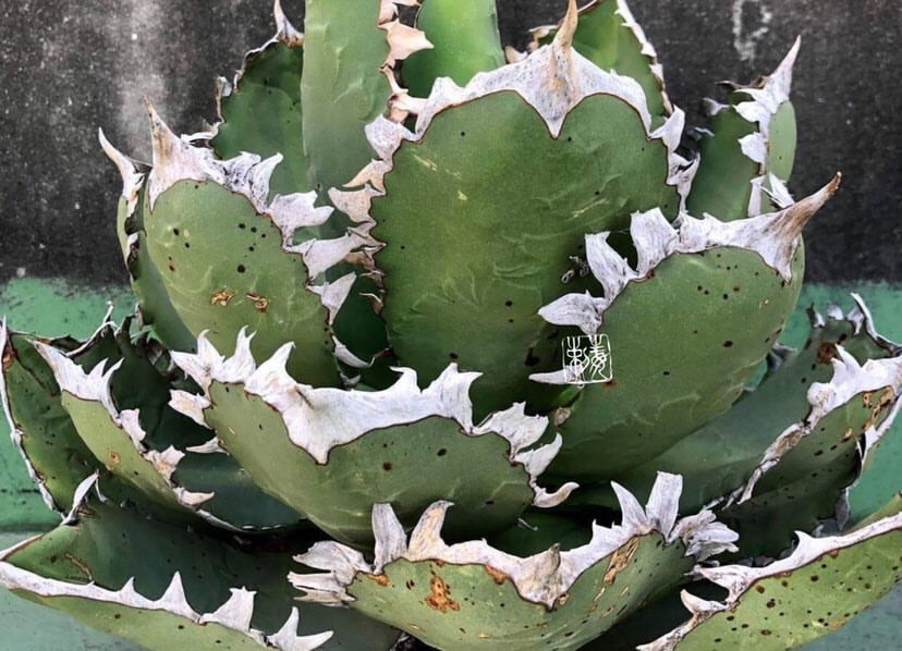 アガベ チタノタ　大綱牙白俳刺　親株写真あり アガベ チタノタ 白排刺 大鋼牙 / Agave titanota 'Chain' #1 |