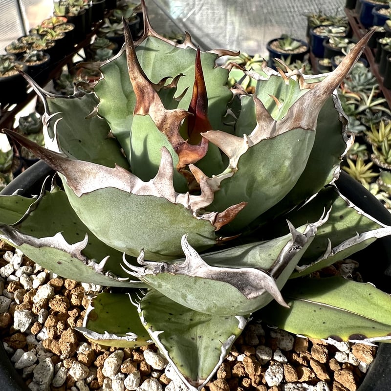 アガベ agave チタノタ titanota『鳳凰』極上棘発根済み厳選子株 