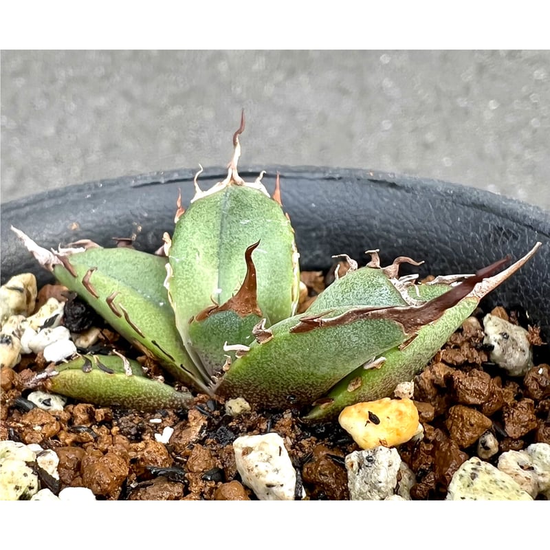 アガベ agave titanota チタノタ『緑犀牛』 | Lucky Summer Agave アガベ agave titanota チタノタ『緑犀牛』 | Lucky Summer Agave