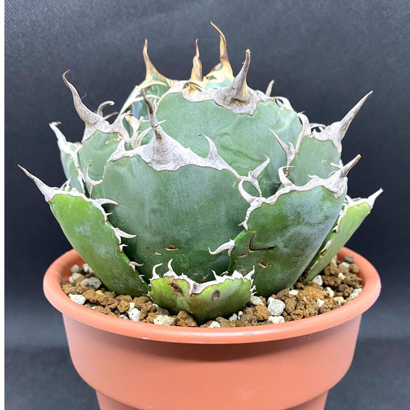 アガベ agave チタノタ 白鯨 極上特選株 - 観葉植物