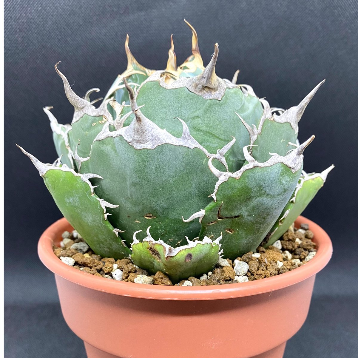 Y599 アガベ　agave チタノタ 白鯨 極上株
