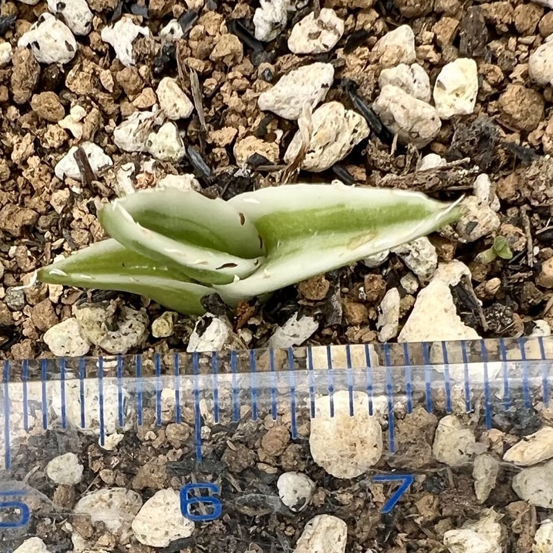 アガベ agave 『氷山』 発根済み子株 | Lucky Summer Agave アガベ agave 『氷山』 発根済み子株 | Lucky Summer Agave