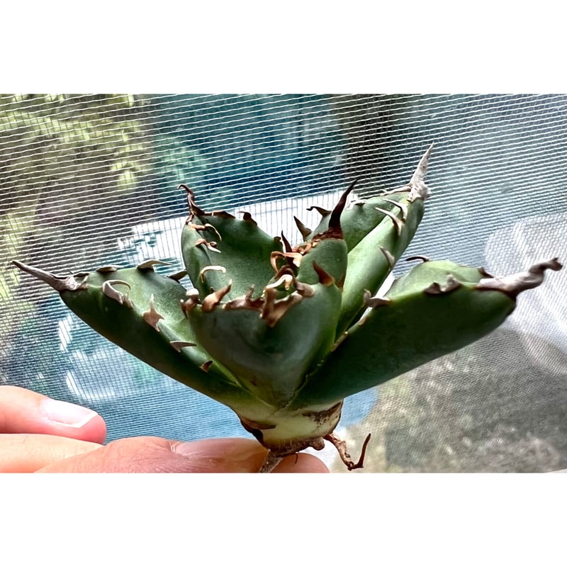 アガベ agave titanotaチタノタ『魔丸』 | Lucky Summer Agave