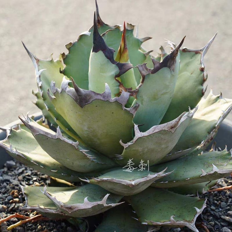 アガベ チタノタ agave titanota 鳳凰 極上棘子株 | Lucky Summe...