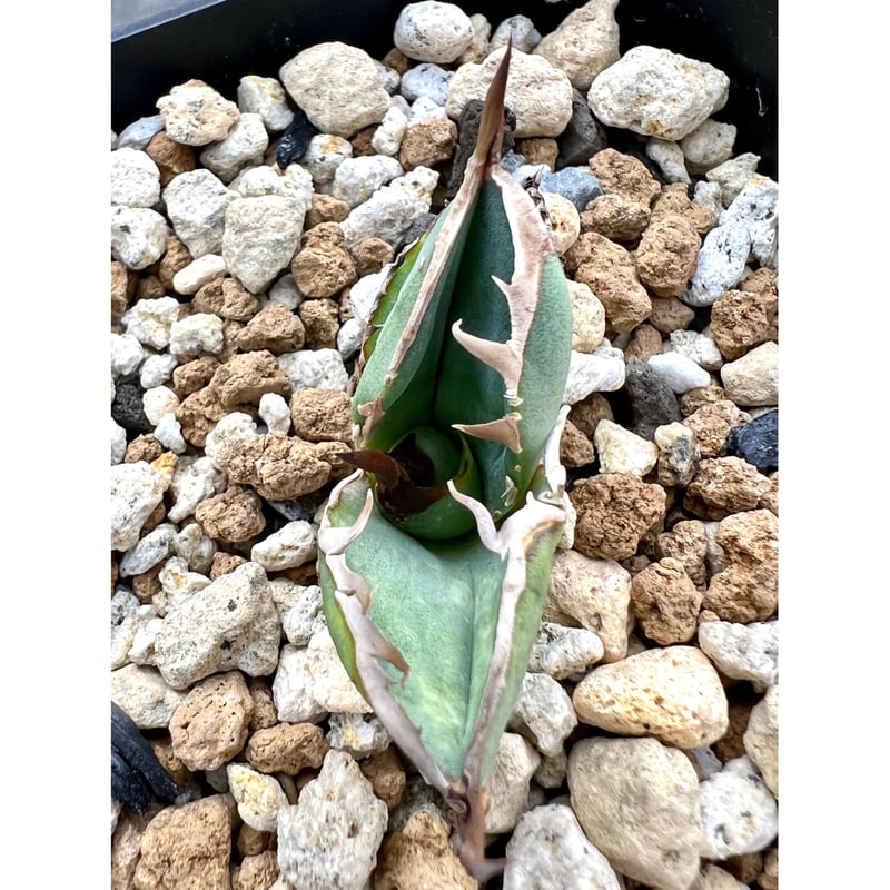 アガベ agave titanota チタノタ『Mesmerizing Spines-NB アガベ agave titanota チタノタ『Mesmerizing Spines-NB