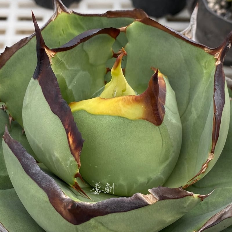 アガベ agave 『Juggernaut ジャガーノート 純血』 | Lucky Summe 