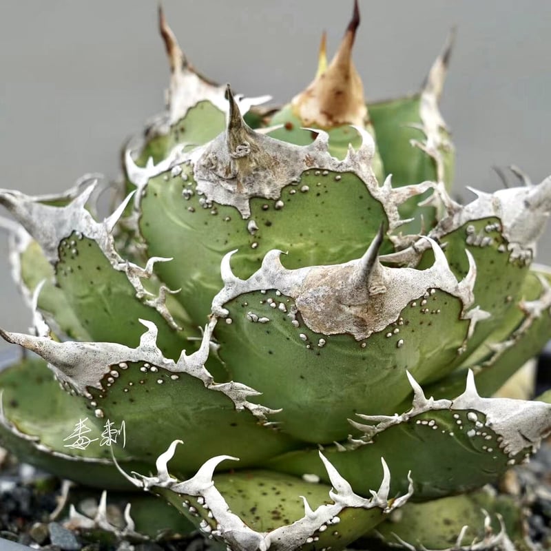 アガベ　チタノタ　MS-NB ブツブツ　子株　発根済み アガベチタノタMS-NB ブツブツ子株発根済み