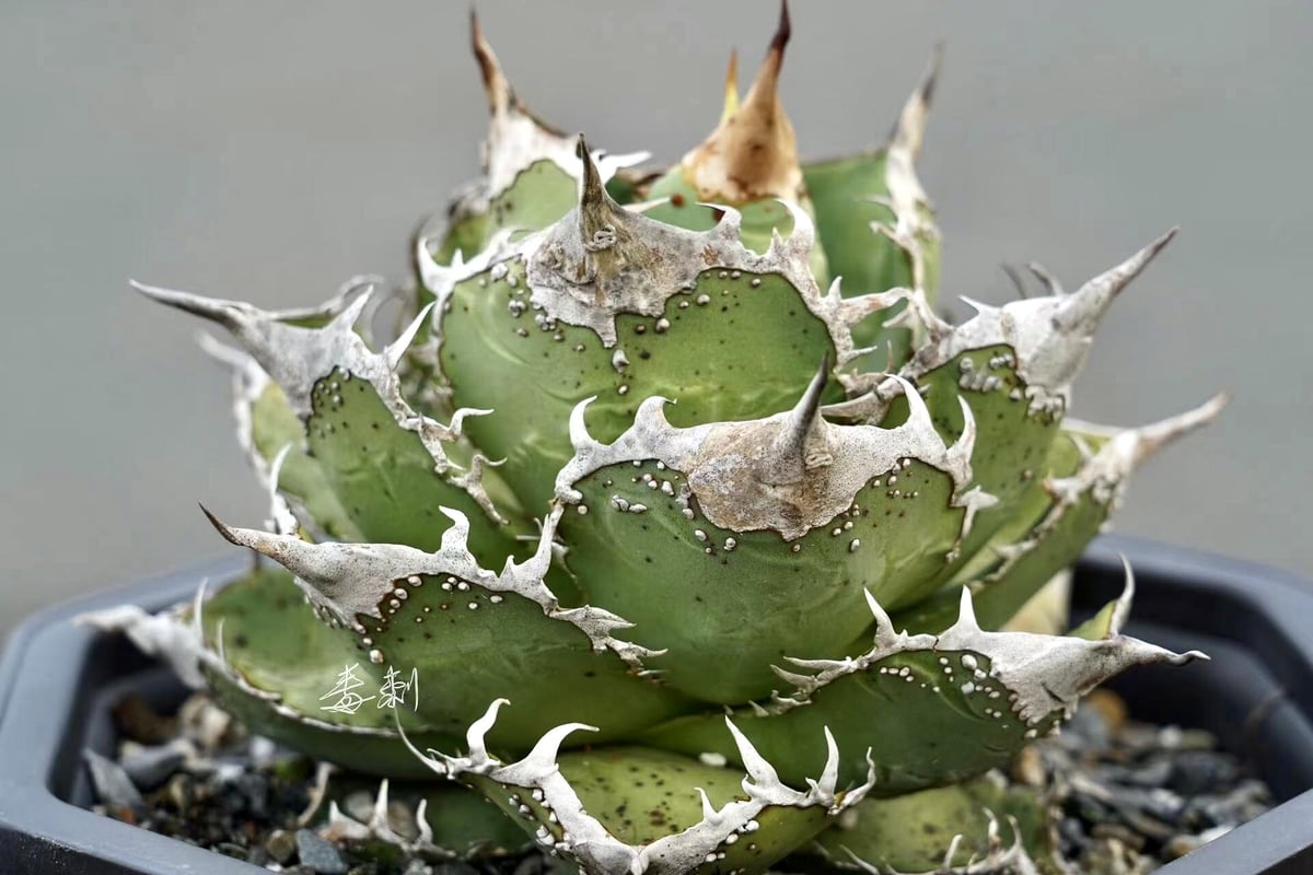 アガベ agave titanota チタノタ『Mesmerizing Spines-NB アガベ agave titanota チタノタ『Mesmerizing Spines-NB