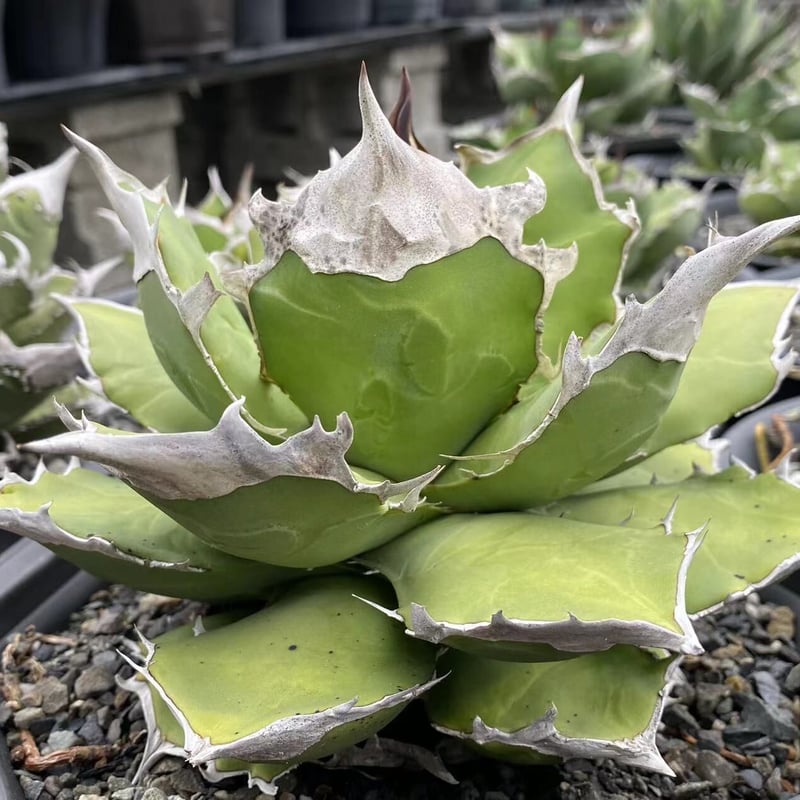 カキコ アガベ チタノタ 白犀牛トリケラトプス Agave titanota