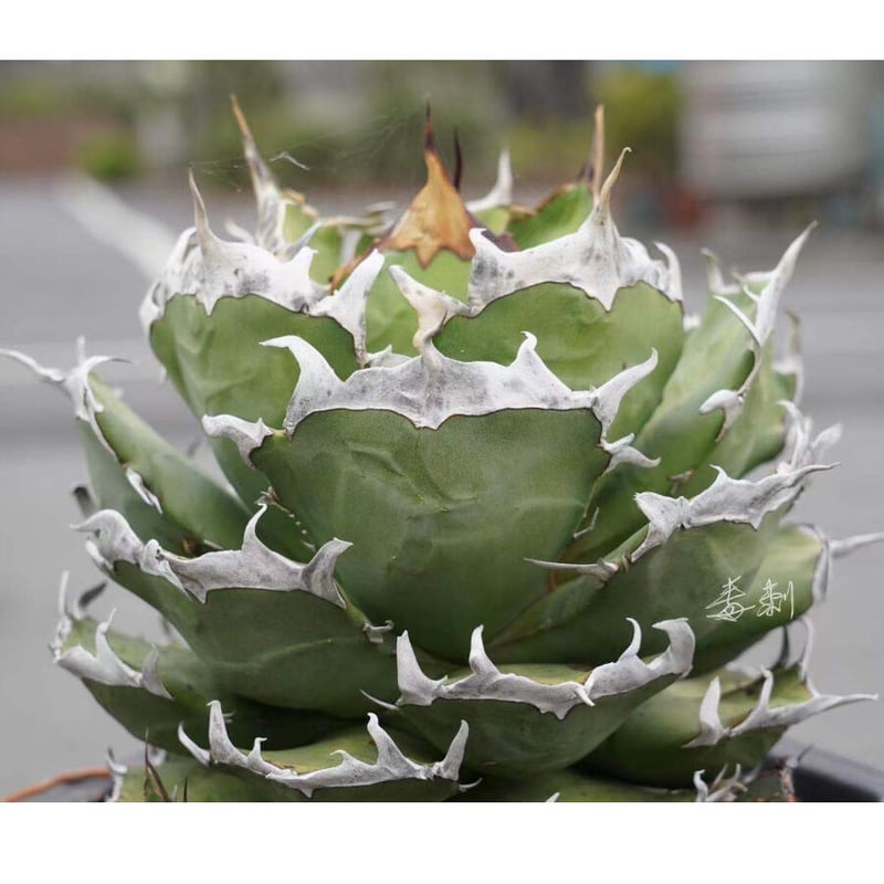 アガベ agave チタノタ titanota 鬼爪 雪峰 大きめサイズ子株 | Luc... ☆最終値下げ☆ アガベ チタノタ 鬼爪 雪峰 子株