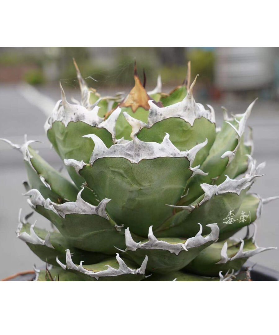 アガベ agave チタノタ titanota 鬼爪 雪峰 大きめサイズ子株 | Luc