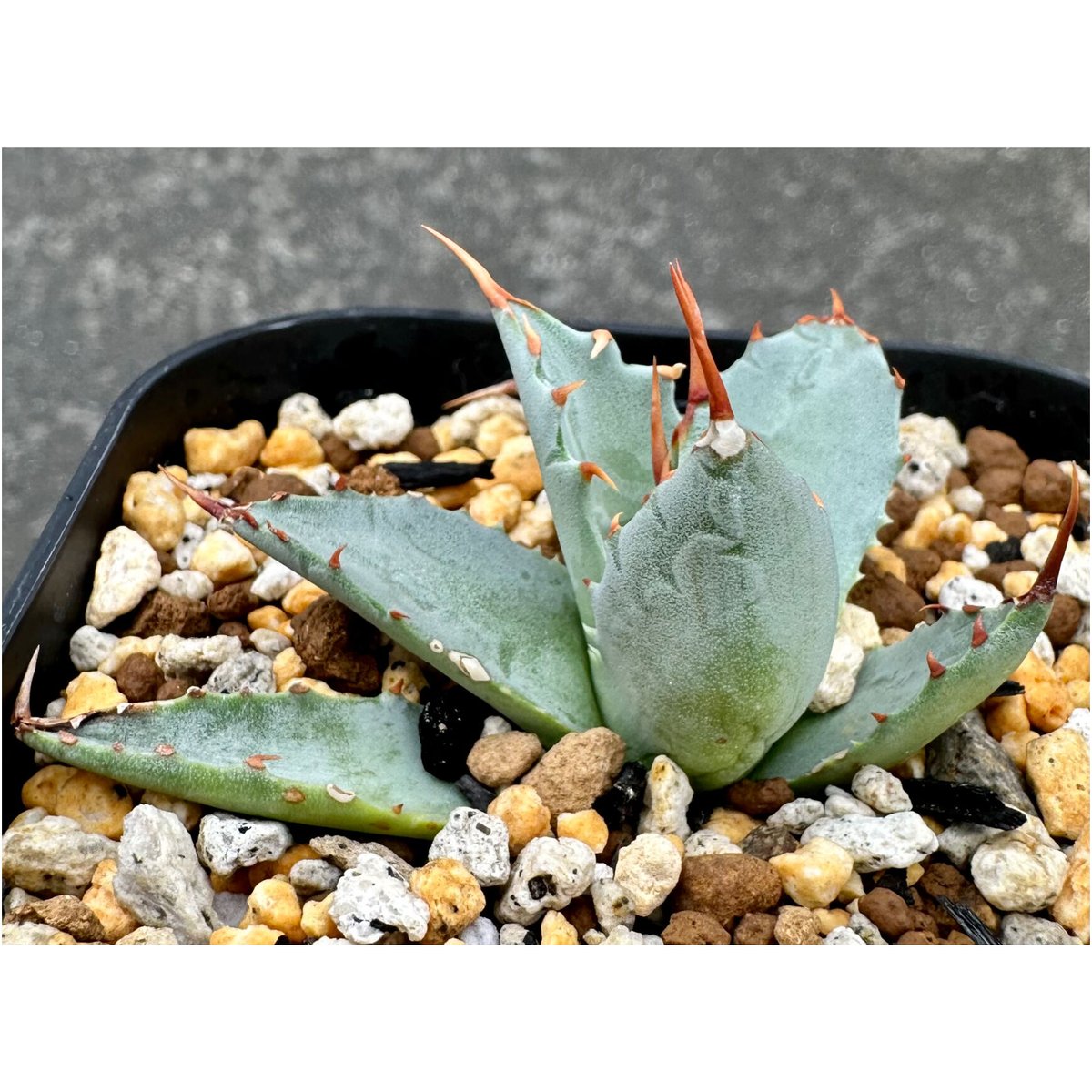 No.18】アガベ ラプター 子株付き ハイブリッド No.100】アガベ