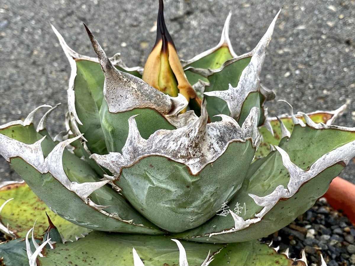 アガベ agave titanota チタノタ『巧克力之吻 チョコレートのキス 