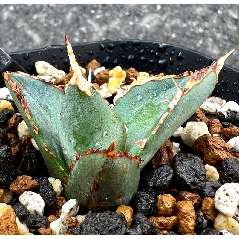 専用ページ アガベ agave titanota チタノタ『狼人』超極上