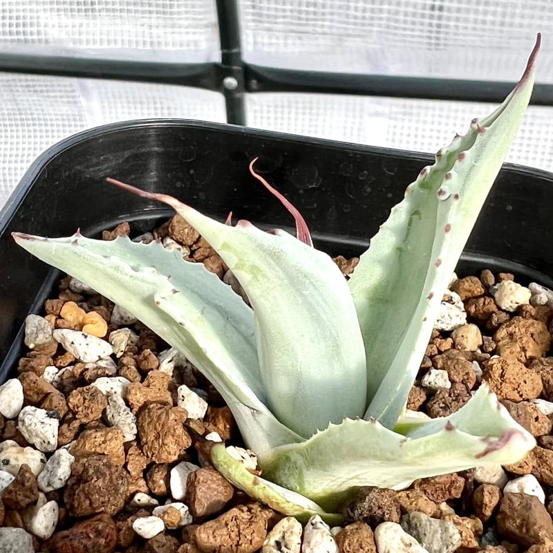 アガベ agave オバティフォリア 『オルカ浅中斑 鯨魚舌頭淺中斑 アガベ agave オバティフォリア 『オルカ浅中斑 鯨魚舌頭淺中斑
