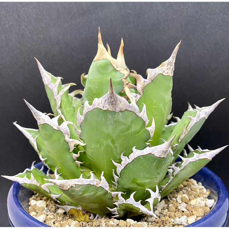 アガベ チタノタ agave ゴリ猫 レッドキャットウィーズル 赤猫 紅猫