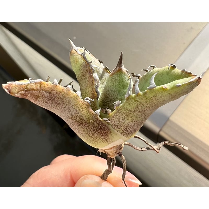 アガベ agave titanota チタノタ ノーネーム FO-076浅覆輪 アガベ agave titanota チタノタ ノーネーム FO-076浅覆輪