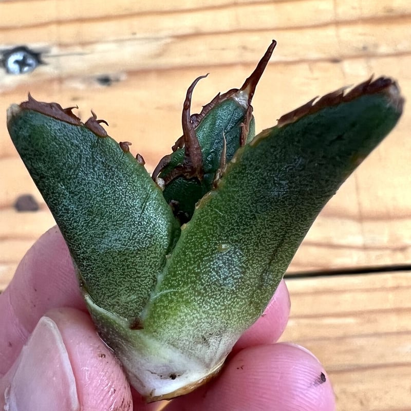 アガベ agave titanota チタノタ『海王』 | Lucky Summer Agave アガベ agave titanota チタノタ『海王』 | Lucky Summer Agave