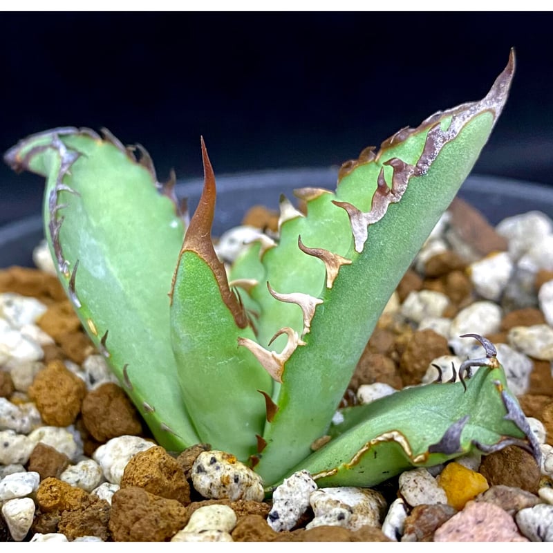 アガベ agave titanota チタノタ 黒鯊 極上棘 | Lucky Summ アガベ agave titanota チタノタ 黒鯊 極上棘 | Lucky Summ