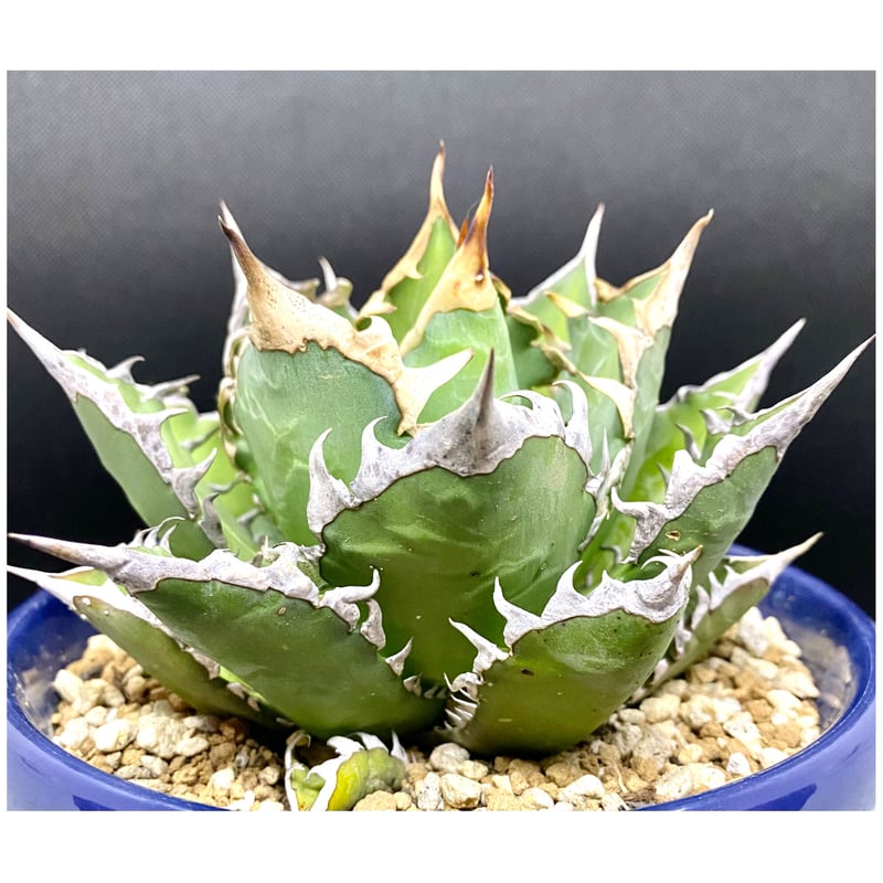 アガベ チタノタ agave ゴリ猫 レッドキャットウィーズル 赤猫 紅猫