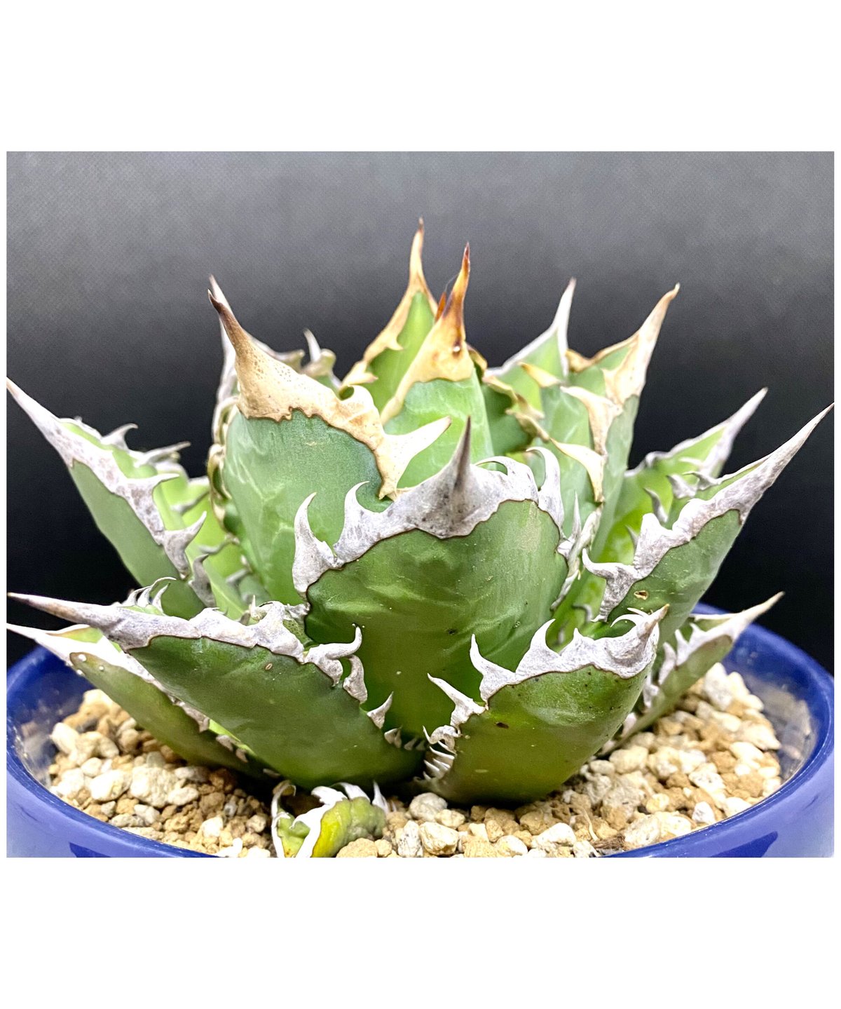 アガベ　チタノタ agave ゴリ猫　レッドキャットウィーズル　赤猫　紅猫