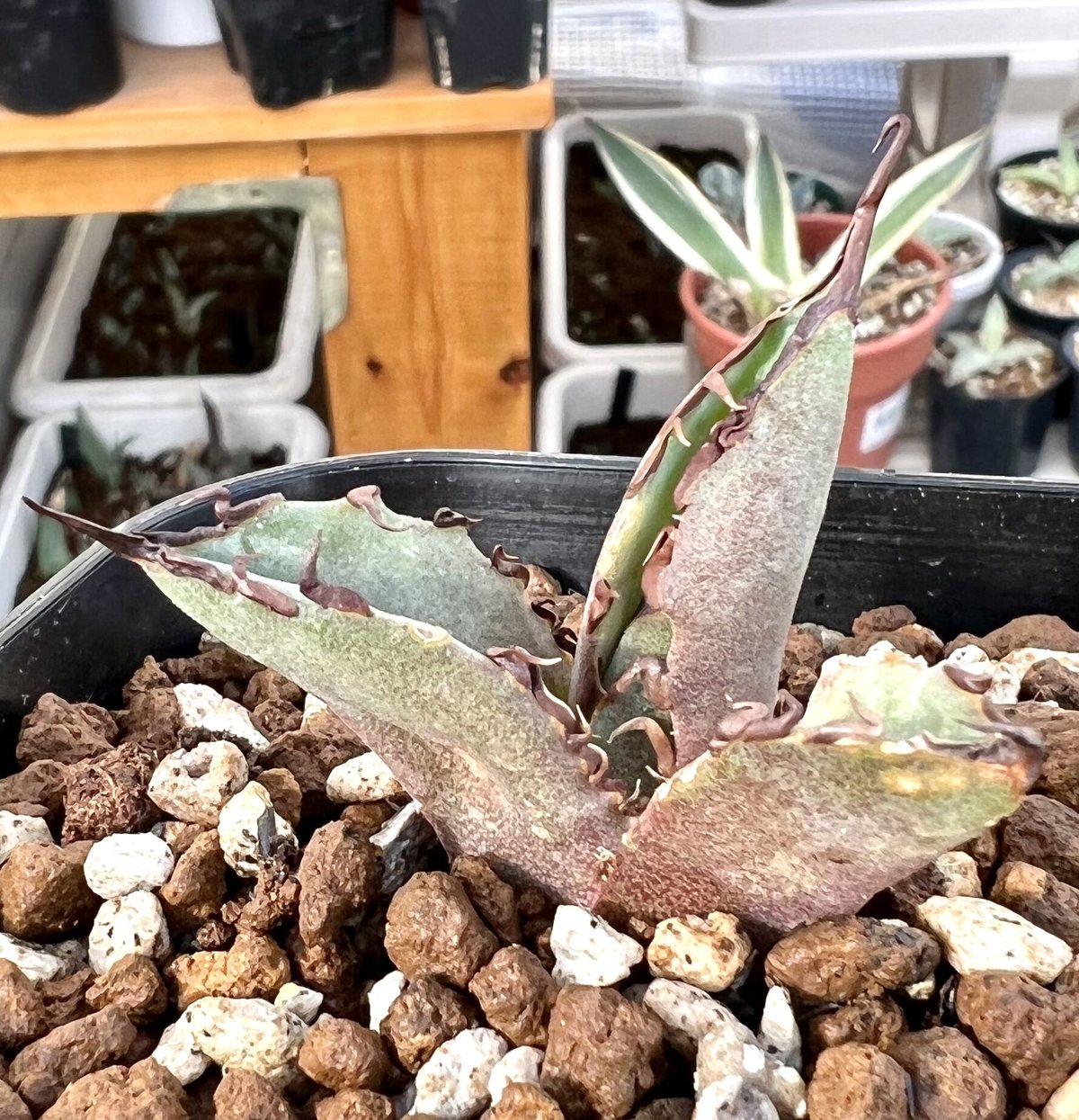 化け物 アガベ チタノタ 大鋼牙 白排刺 子株