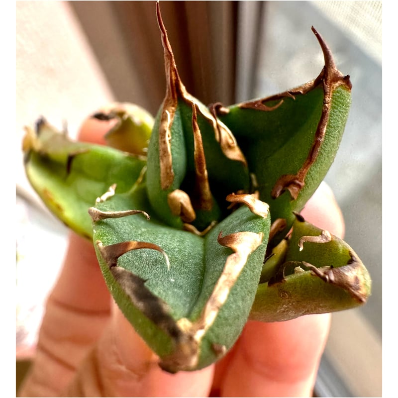 アガベ『ピカチュウ 鬼爪』 | Lucky Summer Agave