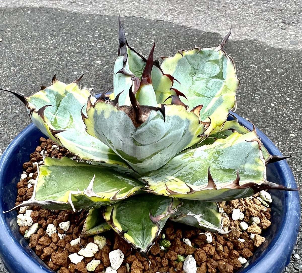 アガベ　チタノタ　ブルーダイヤモンド アガベ チタノタ ブルーダイヤモンド | GREEN LUCK