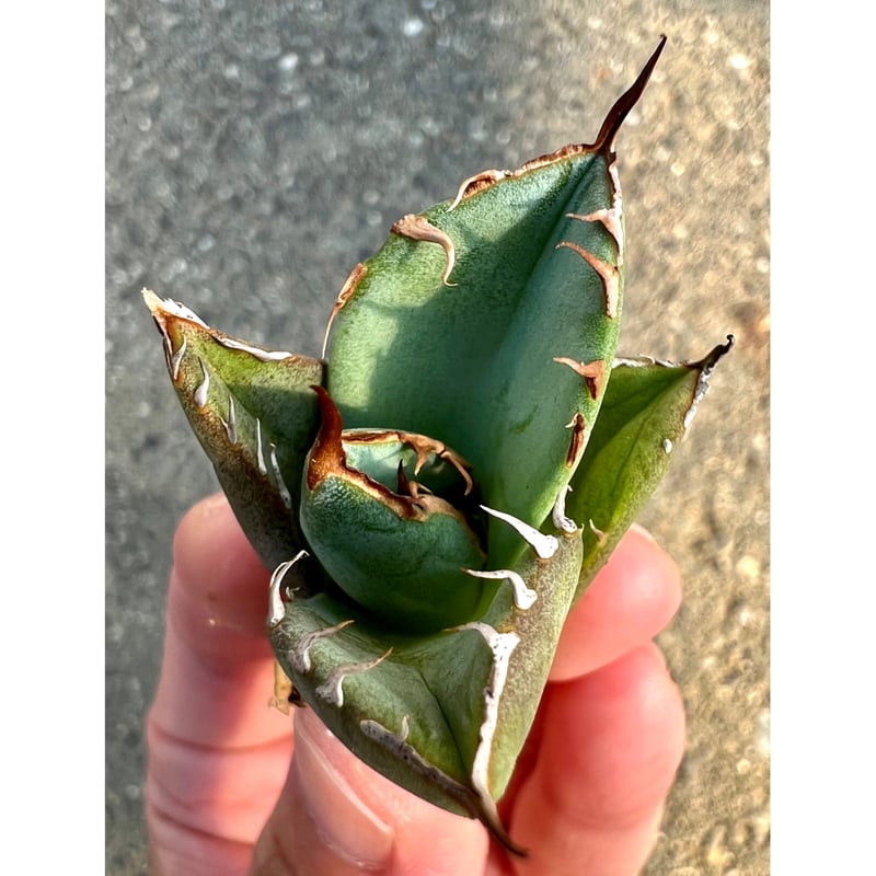 アガベ agave titanota チタノタ『聖火』 | Lucky Summer Agave