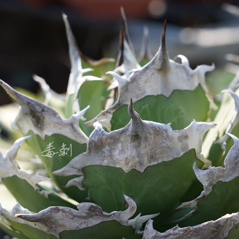 ★激アツ★ アガベ D040 キングアーサー 子株（カキコ） ☆激アツ☆ アガベ D040 キングアーサー 子株（カキコ） アガベ