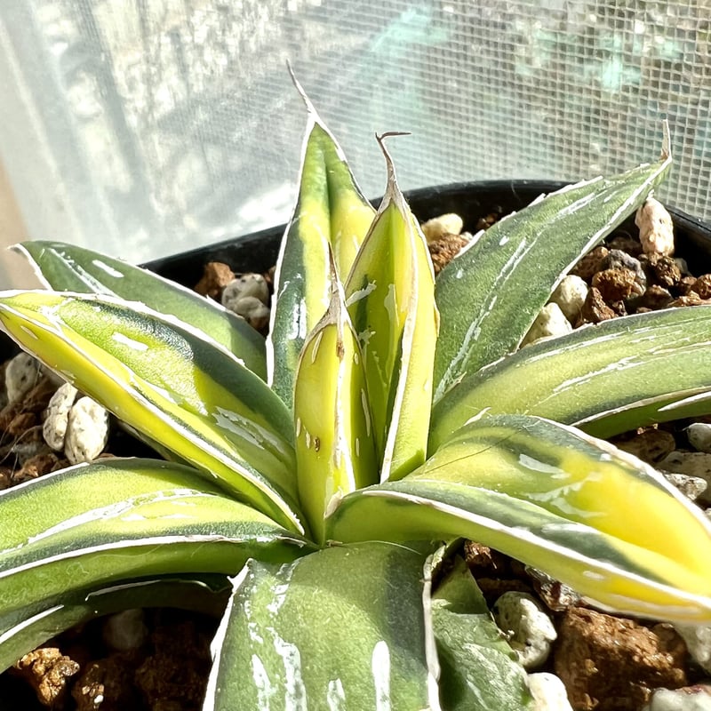 アガベ agave ビクトリアレジーナ サンキング | Lucky Summer Agave アガベ agave ビクトリアレジーナ サンキング | Lucky Summer Agave
