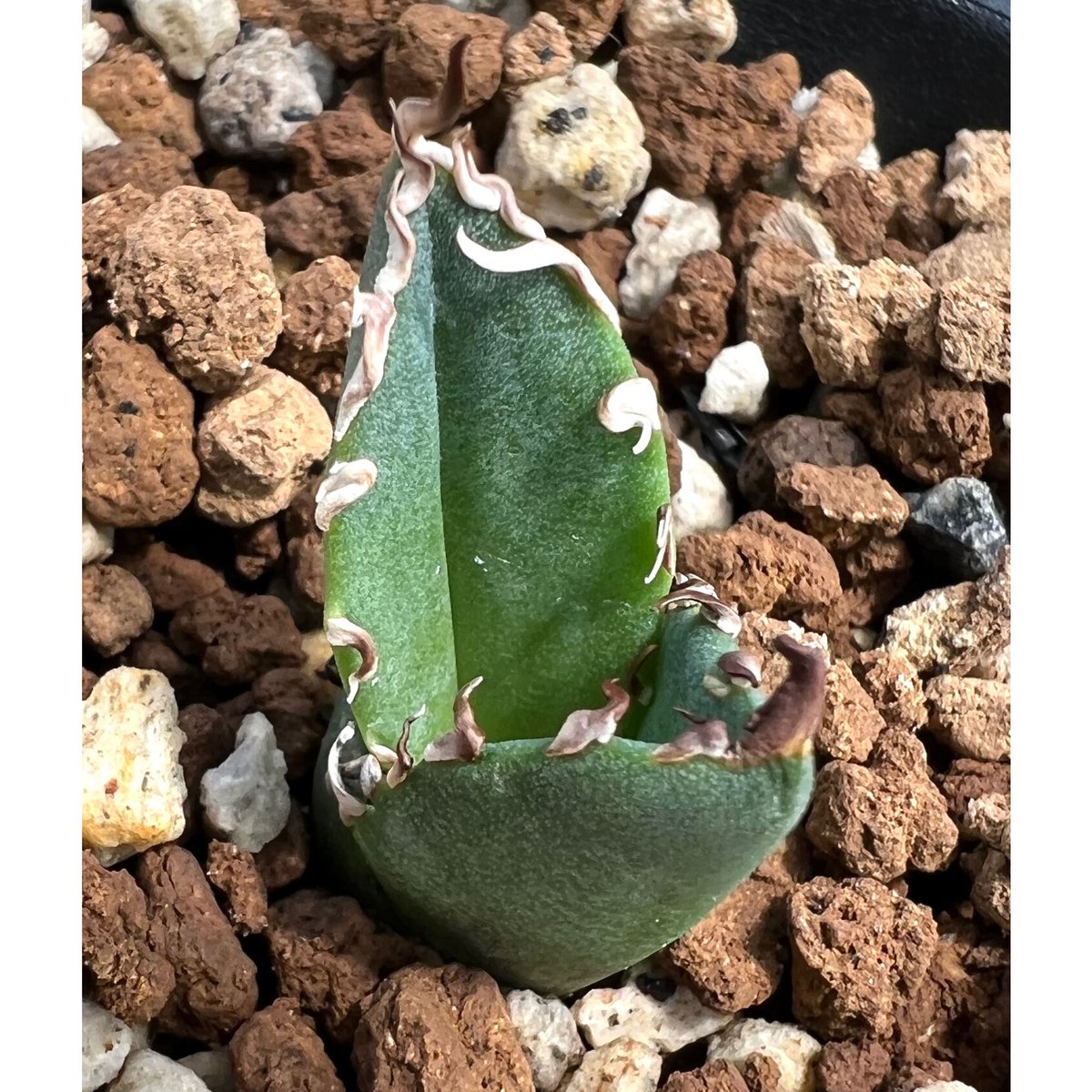 Agave titanota アガベ チタノタ 黒犀牛 狂戦士 強刺