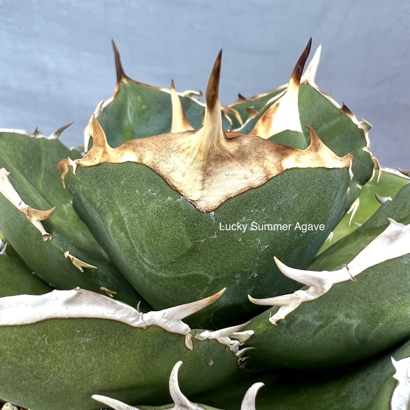 美株】アガベチタノタ ノーネーム メキシコ現地球 発根済 ボール状