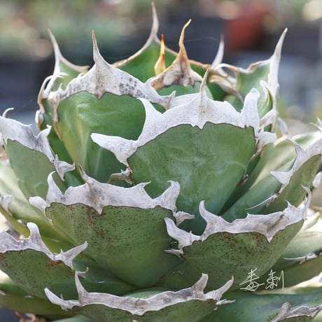 SALE | Lucky Summer Agave SALE | Lucky Summer Agave