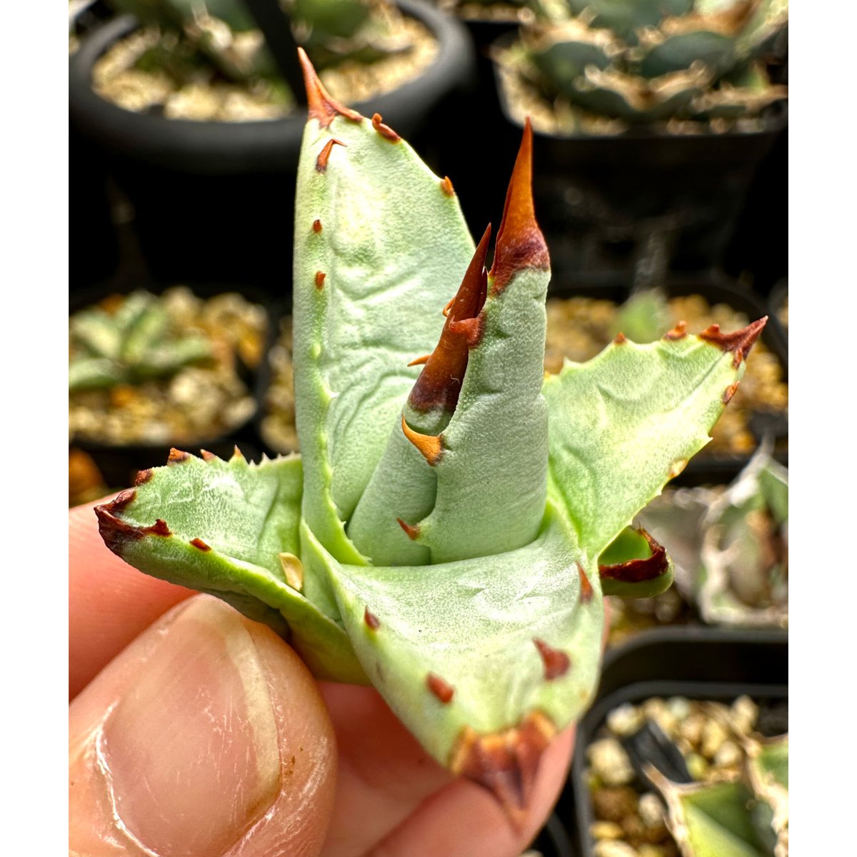 イシスメンシス×屈原の舞扇 子株 ハイブリッド hyb 【公式通販】