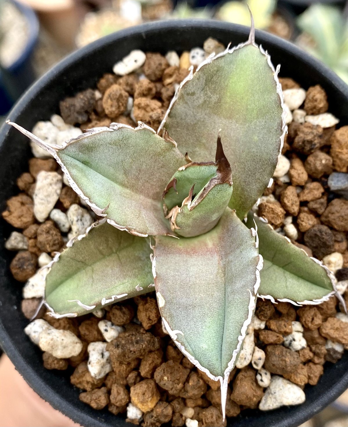 アガベ agave チタノタ 鯊魚劍 厳選美株 | Lucky Summer Agave アガベ agave チタノタ 鯊魚劍 厳選美株 | Lucky Summer Agave