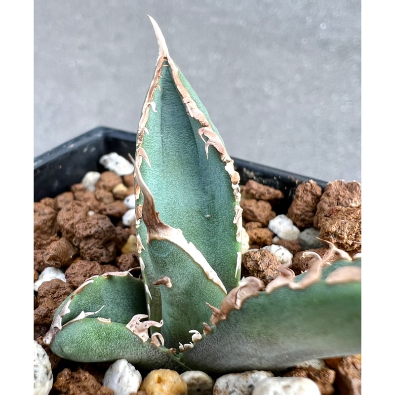 アガベ agave titanota チタノタ『狼人』超極上コレクション株 | Lucky 