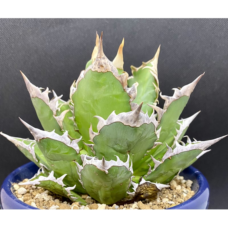 アガベ チタノタ agave ゴリ猫 レッドキャットウィーズル 赤猫 紅猫