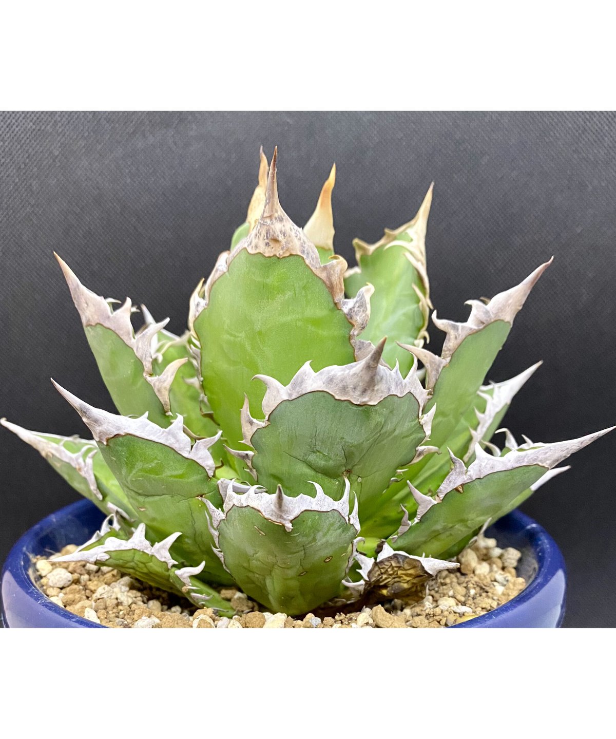 アガベ】ゴリ猫レッドキャット白棘