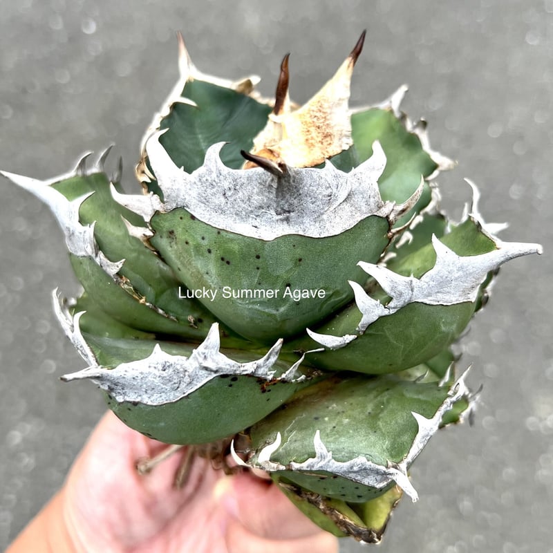 アガベ チタノタ 南アフリカダイヤモンド SAD 発根済み - 植物/観葉植物 アガベ チタノタ 南アフリカダイヤモンド SAD 発根済み - 植物/観葉植物